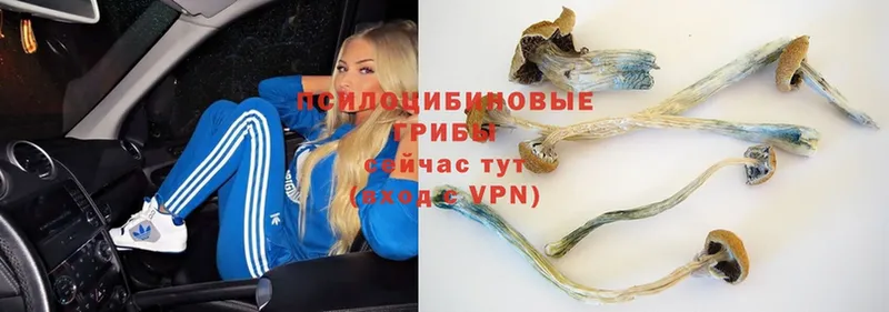 Галлюциногенные грибы Psilocybe  нарко площадка как зайти  Верея 